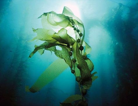 Kelp floating underwater Forest Images, Underwater Drawing, Underwater Plants, Kelp Forest, Sea Plants, Sea Vegetables, Illustration Girl, Underwater World, Ocean Life