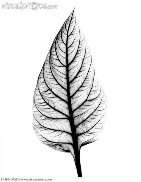 X ray leaf Drawing Simple, Ray Tattoo, Xray Art, Leaf Skeleton, Illustration Art Nouveau, Leaf Drawing, Nature Drawing, 1 Tattoo, Pencil Art Drawings