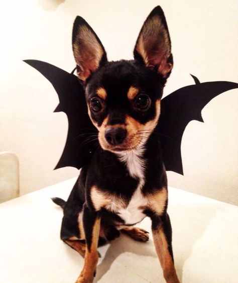 Chihuahua Costumes Halloween, Bat Dog Costume, Dog Bat Costume, Chihuahua Halloween Costumes, Dog Vest Diy, Puppy Halloween Costume, Halloween Costume Bat, Halloween Costumes For Pets, Chihuahua Cartoon