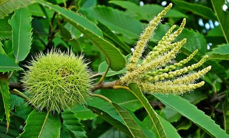 Sweet Chestnut is one of 38 Bach Flowers in Dr. Edward Bach's simple healing system. Sweet Chestnut encourages hope and peace of mind. #FlowerFriday #FridayFlower #NaturalHealth #Wellness #BachFlowers Bach Flowers, Flower Remedies, Bach Flower Remedies, Sweet Chestnut, Flower Remedy, Peace Of Mind, Natural Health, Chestnut, Encouragement