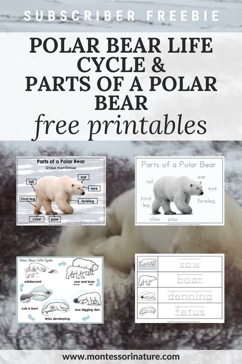 Polar Bear Life Cycle and Parts of a Polar Bear - Free Printable - Montessori Nature Polar Bear Life Cycle, Polar Bears Preschool, Polar Bears Activities, Bears Preschool, Free Reading Comprehension Worksheets, Fall Preschool Activities, Early Childhood Teacher, Polar Animals, Learning Printables