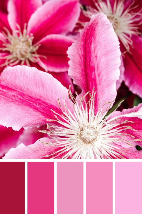 Blossoming Pink Charm: A vivid pink pastel palette with vibrant white and magenta highlights, blending floral elegance with soft, radiant tones. Pink Pastel Palette, Magenta Highlights, Color Scheme Generator, Soft Color Palette, Pink Charm, Color Palette Pink, Different Shades Of Pink, Pastel Palette, Palette Color