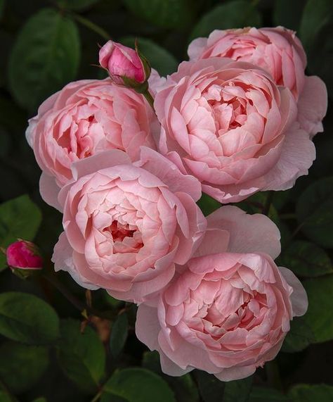 Alnwick Rose, David Austin Rose, Best Roses, Rosé Summer, Finding Neverland, Fragrant Roses, Austin Rose, Rose Gardens, Classic Flower