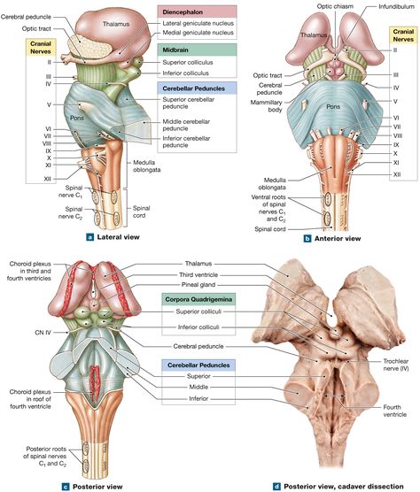 Neuro Anatomy, Medulla Oblongata, Human Muscles, Nervous System Anatomy, Nerve Anatomy, Sistem Saraf, Studying Medicine, Medical School Life, Basic Anatomy And Physiology