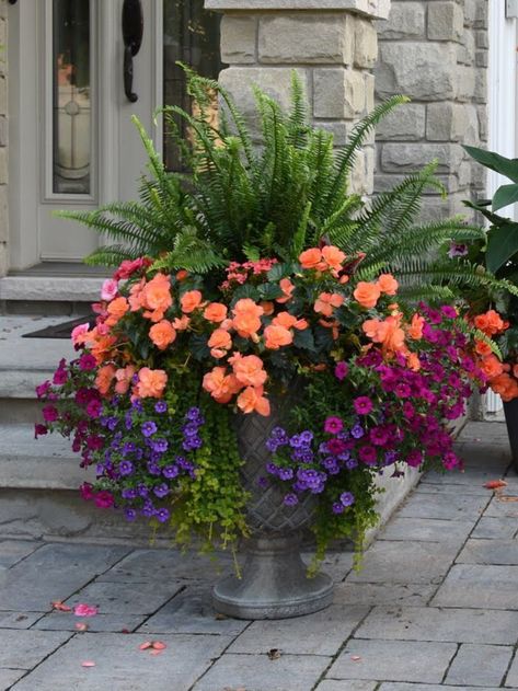 Flower Pots With Ferns And Flowers, Ferns With Flowers In Pots, Flower Pot Arrangements Outdoor Planters, Flower Pots Front Of House, Urn Garden Ideas, Colorful Planters Pots Front Porches, Flower Pot Color Ideas, Flower Containers 2024, Flower Bed Planter Ideas