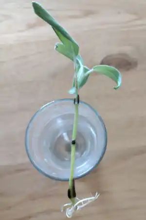 How to grow sage from cuttings - Sage propagation tips - Matt Magnusson How To Propagate Sage From Cuttings, Grow Sage, Mexican Sage, Transplanting Plants, Propagation Tips, Growing Sage, Texas Sage, Sage Plant, Purple Sage