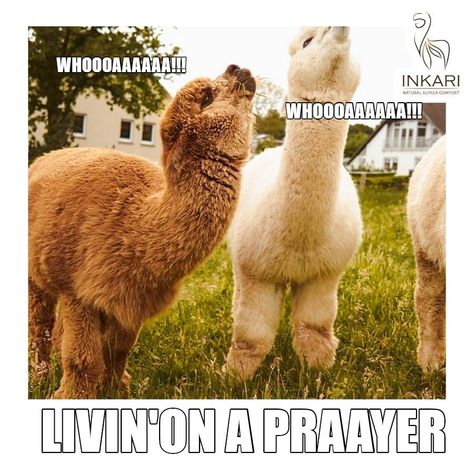 🦙🤣 ALPACA MEME 🤣 🦙  😁 Good music taste is universal😁  🤪 Addicted to alpacas too?! Join the @inkari.alpaca club 🥳 Follow us for +500 posts on everything related to alpacas 🦙🥳 📸 @hamlet_das_alpaka Prayers Family, Good Music Taste, Toys To Make, Alpaca Toy, Alpaca Stuffed Animal, Music Taste, Be Positive, Bon Jovi, Brighten Your Day