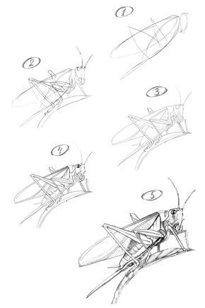 Grasshopper Drawing, Fine Art Painting Techniques, Step By Step Sketches, Dragonfly Drawing, Beginner Drawing Lessons, Architecture Drawing Plan, Nature Sketch, Charcoal Sketch, Sketching Techniques