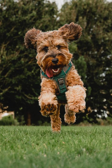 Beautiful Dog Pictures, Dog Zoomies, Hypoallergenic Dog Breed, Hypoallergenic Dogs, Wheaten Terrier, Doodle Dog, American Staffordshire Terrier, Happy Trails, American Staffordshire