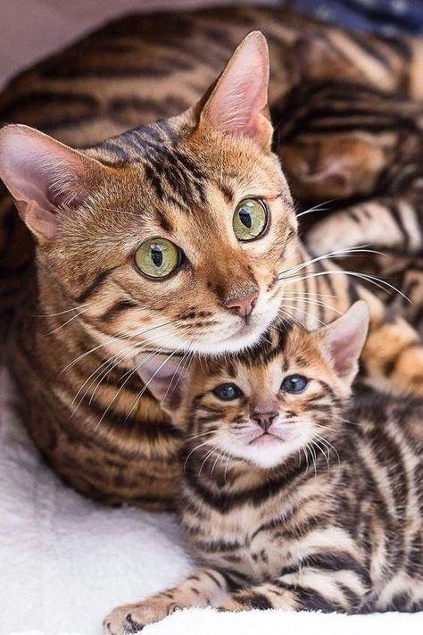 Adorable bengal cat mom with her kitty #bengalcats #catfamily #catmom #kitten #bengalkitty Söt Katt, Image Chat, Two Cats, Mama Cat, Bengal Cat, Cute Cats And Kittens, Cute Kittens, Pretty Cats, Tabby Cat