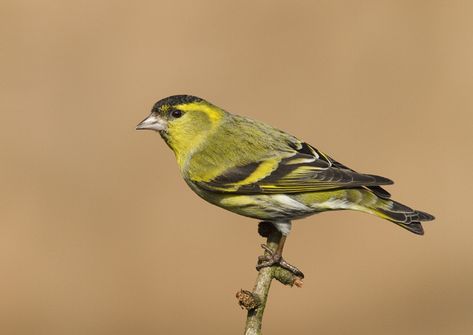 Visit our new-look Galleries to view and search images of thousands of bird species, and join our worldwide community of bird photographers Siskin, Denim Bag Patterns, Kinds Of Birds, Goldfinch, Domestic Cat, Colorful Birds, Denim Bag, Underwater World, Cute Creatures