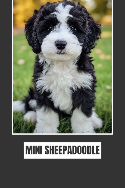 A Mini Sheepadoodle is an affectionate, intelligent, and fun-loving companion for any family. Learn what makes this breed special and how it fits into your lifestyle. Save this pin for later to keep all the important details handy! Mini Sheepadoodle, Fun Loving, It Fits, Dog Breeds, Lifestyle, Dogs