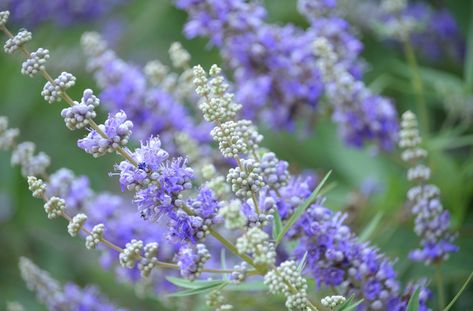 Vitex Benefits, Uterine Health, Thyroid Levels, Vitex Agnus Castus, Agnus Castus, Chaste Tree, Migraine Prevention, Fertility Problems, Complementary Medicine