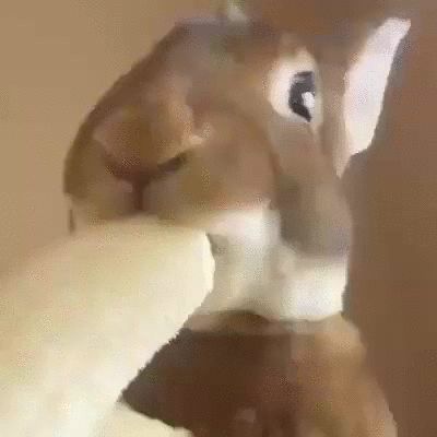 Just a bunny eating a banana Loose Weight Without Exercise, Bunny Eating, Funny Text Posts, Funny Vines, A Bunny, A Banana, Missing Link, The Good Old Days, Just Because