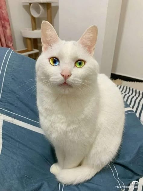 Cat Heterochromia, Cat With Heterochromia, Cute Small Animals, Silly Cats Pictures, Cute Cats Photos, Pretty Animals, Cat Photography, Silly Animals, Dessin Adorable