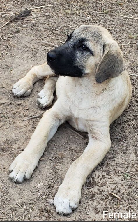 H&L Acres Has Anatolian Shepherd Dog Puppies For Sale In Locust Grove, VA Anatolian Shepherd Aesthetic, Anatolian Shepherd Puppy, Anatolian Shepherd Puppies, Bohemian Shepherd Dog, Brindle Anatolian Shepherd, Anatolian Shepherd Great Pyrenees, Anatolian Shepherd, Dog Puppies, Dog Information