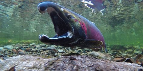 Salmon and Orca Survival Threatened by Chlorpyrifos Pesticide: Government Report Wildlife Week, Coho Salmon, Sockeye Salmon, Salmon Fish, Animal Study, All Fish, Fishing Techniques, Salmon Fishing, Aquatic Animals