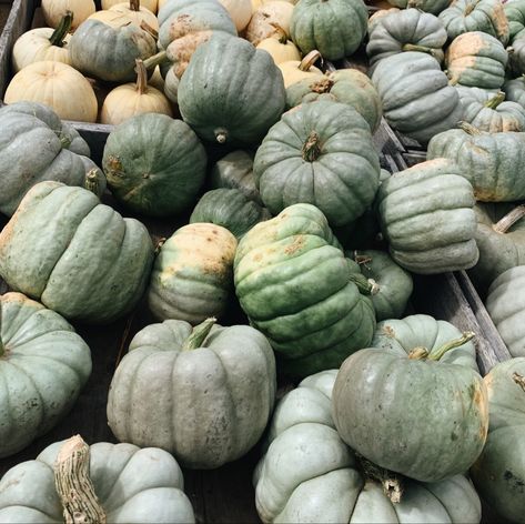 Green Thanksgiving Aesthetic, Green Pumpkins, Fall Minis, Fall Green, Pumpkin Wallpaper, Pumpkin Wall, Green Halloween, Green Pumpkin, Fall Mini