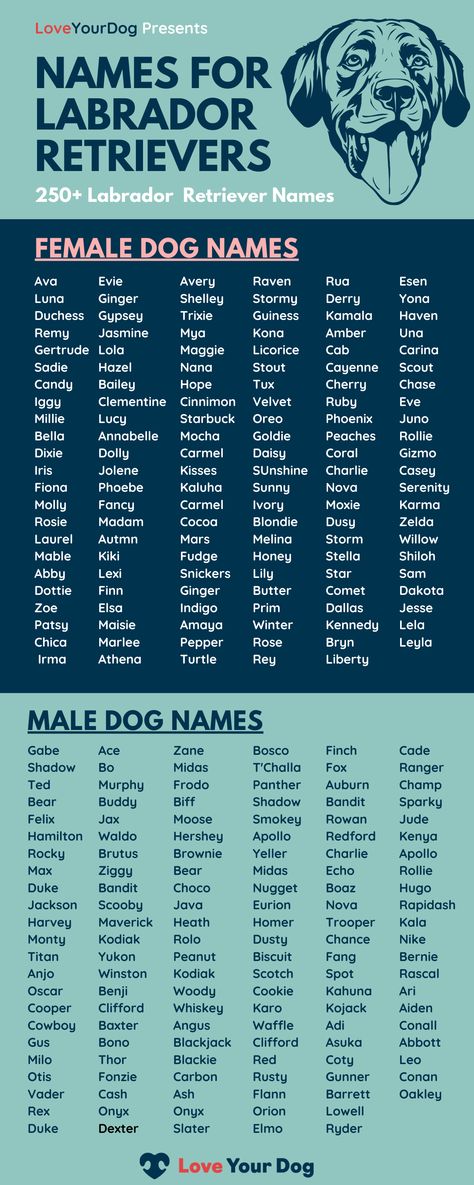 Male Dog Names List, Puppies Names Female, Labrador Nero, Male Dog Names, Dogs Names List, Black Dog Names, Black Lab Names, Labrador Names, Cute Animal Names