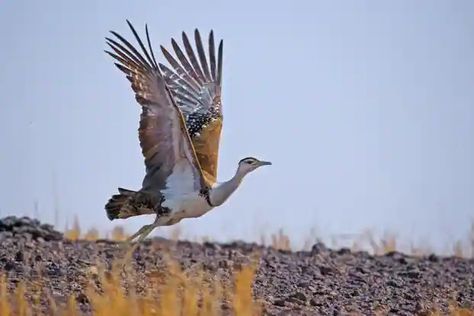 Great Indian Bustard, Desert National Park, Kid Painting, Logo Exploration, Forest Department, State Birds, Bird Artwork, Wildlife Sanctuary, Endangered Species