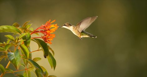 NATURE is a voice for the natural world. As one of the most watched documentary film series on public television, NATURE delivers the best in original natural history films to audiences nationwide. Celebrating its 37th Season in Fall 2018, NATURE is a production of THIRTEEN in association with WNET New York Public Media, the parent … Wallpaper Nature Flowers, Beautiful Flowers Wallpapers, Iphone Wallpaper Vintage, Beautiful Nature Wallpaper, Video Services, Nature Quotes, Documentary Film, Relaxing Music, New Media