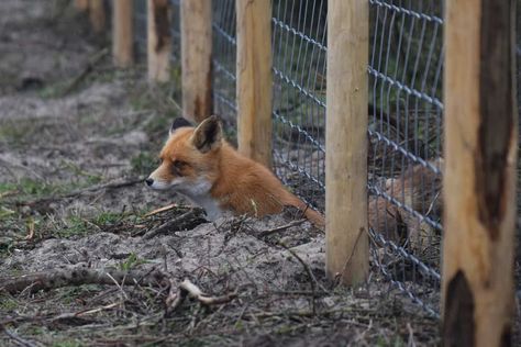 Alaskan Homestead, Morning Chores, Chicken Fence, Poultry House, Chicken Tractors, Chicken Coop Run, Backyard Chicken Farming, Chickens And Ducks, Chicken Garden