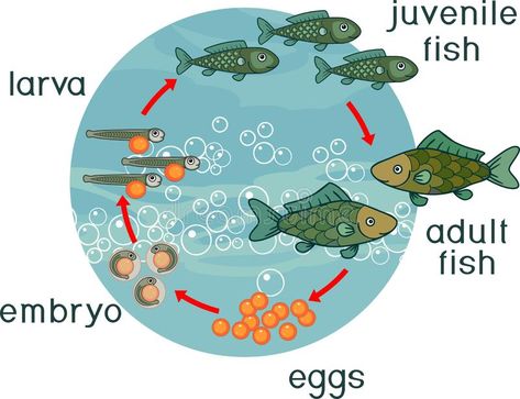 Life cycle of fish. Sequence of stages of development of fish from egg to adult animal. Life cycle of fish. Sequence of stages of development of fish from egg vector illustration Fish Life Cycle, Stages Of Development, Egg Vector, Fish Model, Dorm Wall Decor, Leopard Animal, School Subjects, Life Cycle, Life Cycles