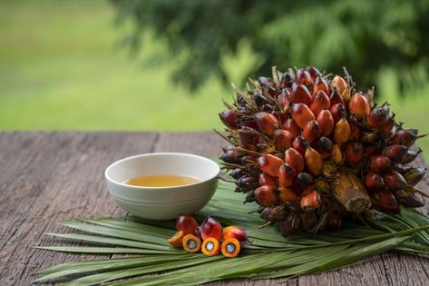 Fresh oil palm fruits, cooking palm oil ... | Premium Photo #Freepik #photo #food #tree #leaf #farm Palm Fruit, Healthy Cooking Oils, African Food Recipes, Homemade Cookbook, Mustard Oil, Types Of Vegetables, Cooking Oils, Frying Oil, African Food