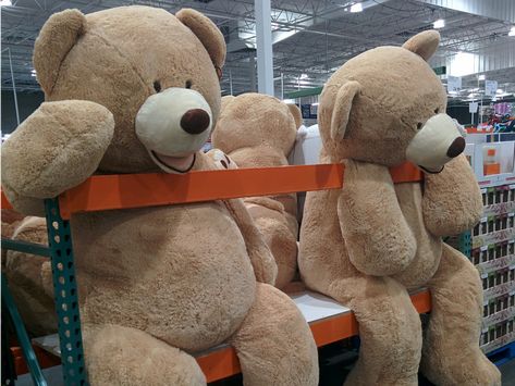 6 comically large items you can buy at Costco (COST) Jumbo Teddy Bear, Huge Teddy Bears, Big Stuffed Animal, Giant Stuffed Animals, Large Teddy Bear, Big Teddy Bear, Big Teddy, Giant Teddy Bear, Giant Teddy