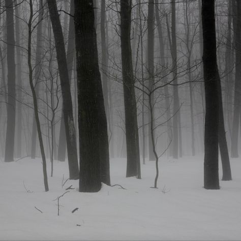 Scary Winter Aesthetic, Blood In Snow Aesthetic, Gothic Winter Aesthetic, Blood In Snow, Darcy Coates, Blood On Snow, Scary Woods, Merry Creepmas, Forest Vibes