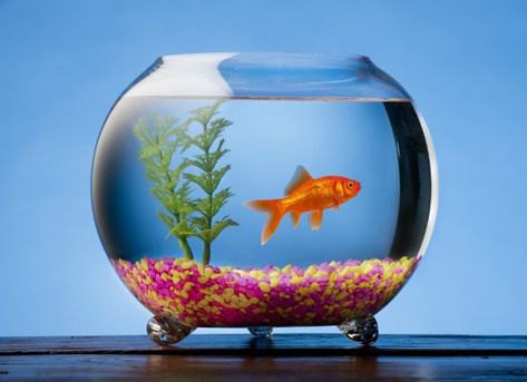 Fish that can Live in a Bowl | petMD Best Aquarium Fish, Turtle Tank Setup, House Purchase, Pet Goldfish, Glass Fish Bowl, Aquarium Heater, Goldfish Bowl, Guppy Fish, Diy Tank