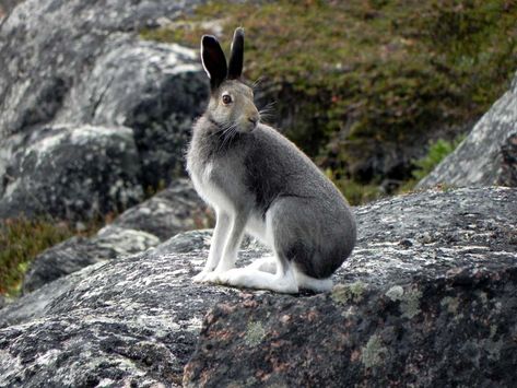 Rabbit Anatomy, Arctic Hare, Bunny Room, Arctic Tundra, Bunny Images, Card Inspo, Northwest Territories, House Rabbit, Animal Sculpture