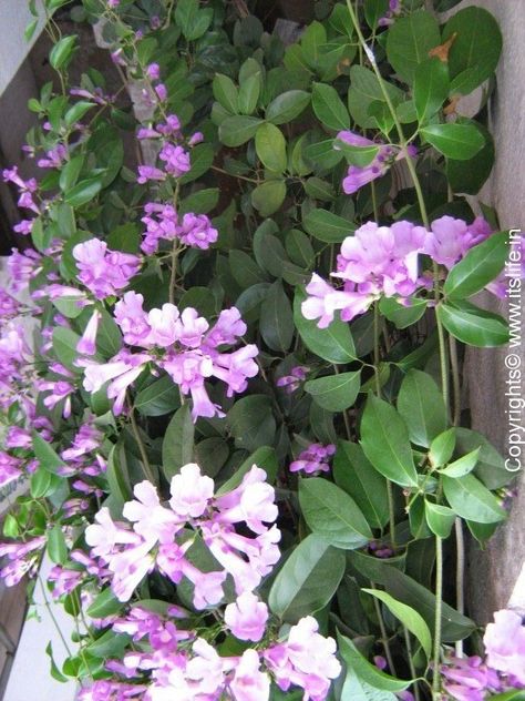 Garlic Creeper: Leaves when crushed smell like garlic Flowering Creepers, Creepers Plants, Indian Flowers, Canvas Paint, Flowering Plants, Christmas Villages, Terrace Garden, Medicinal Plants, Creepers