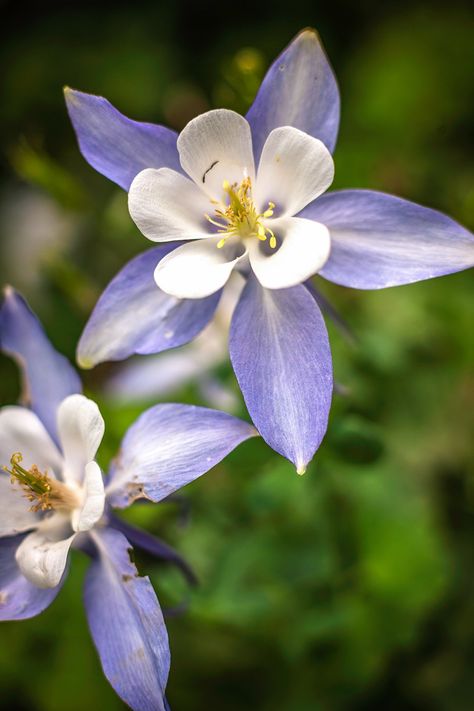 purple and white state flower Pnw Native Garden, Northwest Native Plants, Pnw Garden, Pacific Northwest Garden, Northwest Garden, Plant App, Shade Grass, Long Blooming Perennials, Drought Tolerant Perennials