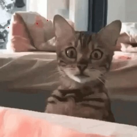 Scaredy Cat GIF - Scaredy Cat Skeleton - Discover & Share GIFs Hello Kitty Gif, Kitty Gif, Best Cat Gifs, Söt Katt, Cute Cat Gif, Funny Cat Videos, Beautiful Cats, Cat Gif, Crazy Cats