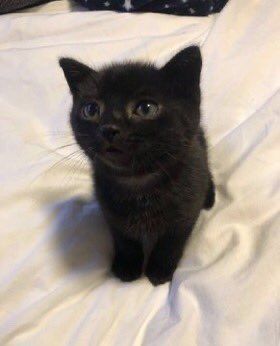 Kitten Pictures, Black Kitten, Goth Makeup, Cute Black Cats, Cat Aesthetic, Cute Cats And Kittens, Cute Kittens, Silly Cats