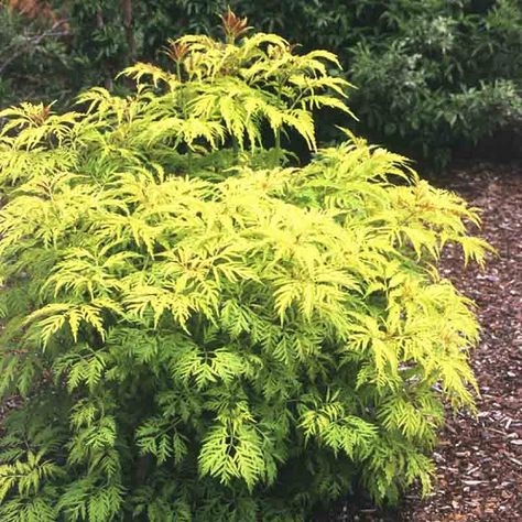 Elderberry Bush, Media Sombra, Coastal Gardens, Planting Shrubs, Garden Shrubs, How To Attract Birds, Buy Plants, Plant Combinations, Garden Borders