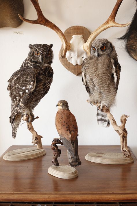 Preserved Insects, Taxidermy Aesthetic, Preserved Animals, Naturalist Decor, Anatomical Study, Bird Taxidermy, Taxidermy Decor, Animal Taxidermy, Curiosity Cabinet