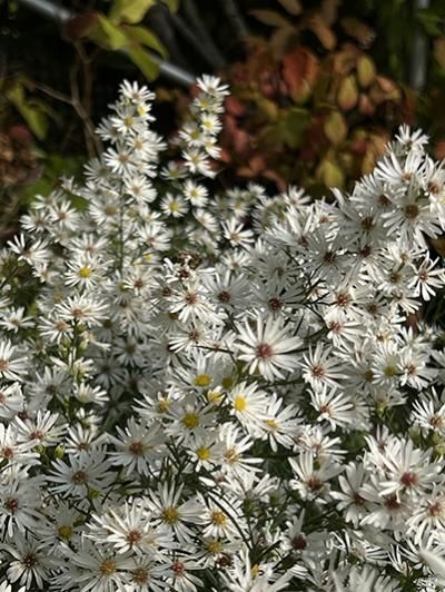 Beloved by late season garden aficionados, florists and butterflies, this exceptional Aster spotlights wispy crisp white clouds of petite yellow-centered daisies hovering above tiny tailored green leaves that form a vigorous shapely clump Digging Dogs, Shade Loving Perennials, Catalog Printing, Dog Nursery, Woodland Garden, White Clouds, Ornamental Grasses, Garden Soil, Plant Nursery