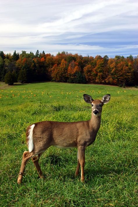 Female Deer on a Fall Day. A female deer is standing in a field on a colorful fa , #affiliate, #Day, #female, #deer, #Female, #Deer #ad Deer Female, Deer Woman, Standing In A Field, Female Deer, Deer Photos, Deer Tattoo, Alice Angel, Deer Stand, Animal References