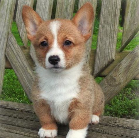 Pembroke Welsh Corgi Puppies For Sale | Annandale, VA Corgi Mix Puppies, Annandale Virginia, Corgi Puppies For Sale, Pembroke Welsh Corgi Puppies, Corgi Puppies, Welsh Corgi Puppies, Australian Shepherd Puppies, Corgi Mix, Black Lab Puppies