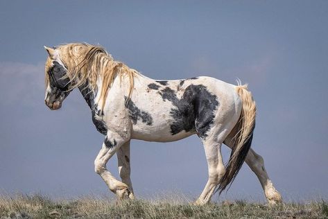 SW Goudge | T H O R • With his unique coloring and attitude, Thor is one of the iconic stallions of McCullough Peaks. _____ Sony a1, 100-400mm lens | Instagram Wild Horses Mustangs, Horse Markings, Horse Coats, Horse Anatomy, Horse Colors, Pinto Horse, Horse Inspiration, Mustang Horse, Horse Boarding