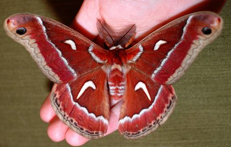 Ceanothus Silk Moth | In winter, at night, these moths fly a… | Flickr Silk Moth, Moth Fly, Butterfly Migration, Moth Species, Moth Caterpillar, Moth Art, Cool Bugs, Goblin Core, Magnolia Leaves