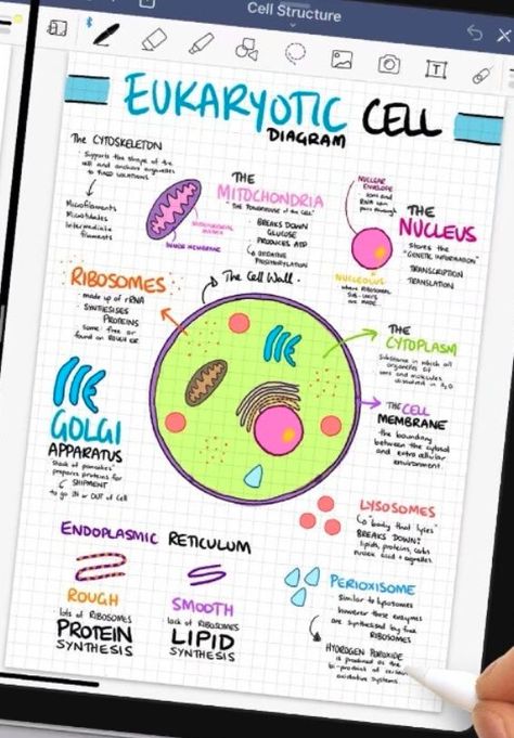 Cell Biology Notes, Biology Diagrams, Cell Diagram, Learn Biology, Study Biology, School Study Ideas, Basic Anatomy And Physiology, Nurse Study Notes, Nursing Student Tips