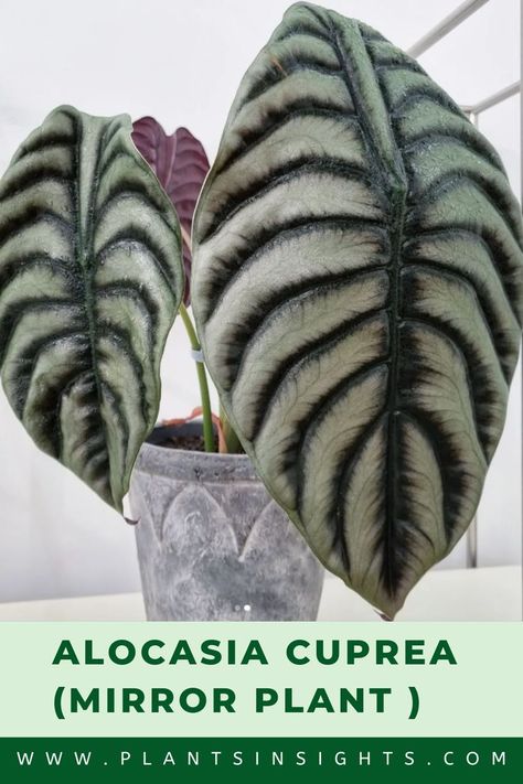 Alocasia Cuprea (Mirror Plant ) Alocasia Care, Alocasia Cuprea, Wood Leaves, Fairy Homes, Plant Propagation, Elephant Ears, Ornamental Plants, Silver Dragon, Propagating Plants