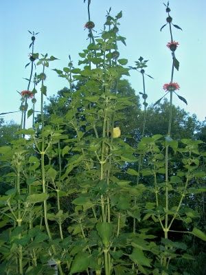 Frugal Homesteads...: medicinal herbs- wild dagga "African Lion Tail" Wild Dagga Benefits, Lions Mane Tincture Recipe, Lions Mane Tincture, Wild Ginseng Plant, Wild Dagga Plant, Wild Mustard Plant, Lion Ears, African Herbs, Herbal Medicine Cabinet