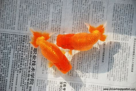 Koi Fishes, Orange Aesthetic, Playlist Covers, Koi Fish, Goldfish, Koi, Art Inspo, Ipad, Fish