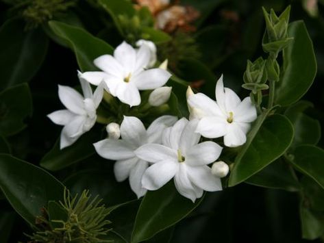 Jasmin d'Arabie, Jasmin sambac, Jasminum sambac Jasminum Sambac, Jasmine Sambac, Jasmine Flower, Half Sleeve Tattoo, Landscaping Plants, Madagascar, Bridal Shower, Tattoo Designs, Plants