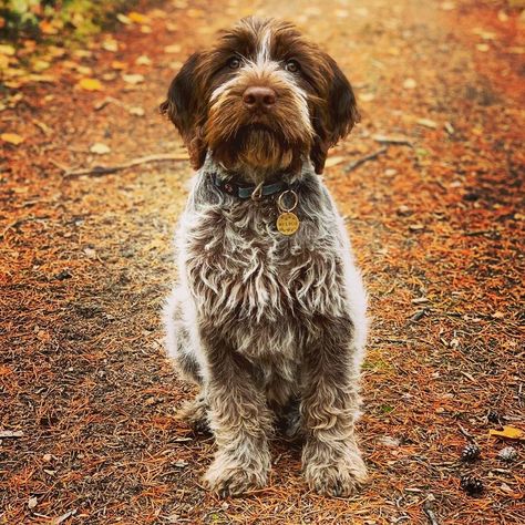 14 Things To Know About Wirehaired Pointing Griffons - PetPress German Wirehaired Pointer Puppy, Fun Dog Pictures, Griffin Dog, Dog Hairstyles, Bird Dog Training, Pointing Griffon, Wirehaired Pointing Griffon, Meds For Dogs, Griffon Dog