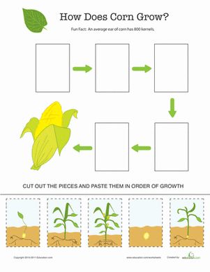 Kids follow corn as it grows from seed to vegetable on this simple cut-and-paste growth chart. Carrot Worksheet, دورة حياة النبات, Plants Worksheets, Spring Science, Preschool Garden, Plants Unit, Worksheet For Kids, Plant Life Cycle, Growing Potatoes